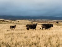 Traits to Look for When Purchasing Angus Cattle